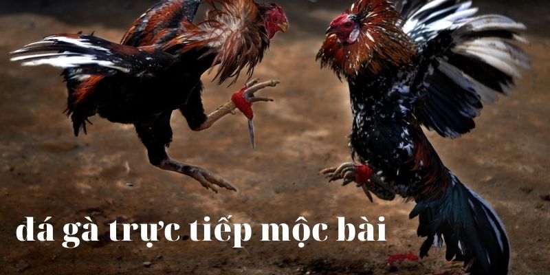 Đôi nét về đá gà trực tiếp Mộc Bài